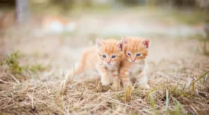 2-Month-Old Kitten