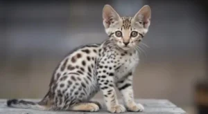 F4 Savannah Kitten