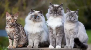 Rarest Cat Breeds